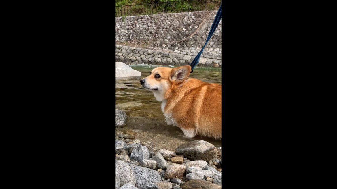 浅瀬を歩くコーギー / Corgi walking in shallow water #コーギー #サクラ #corgi