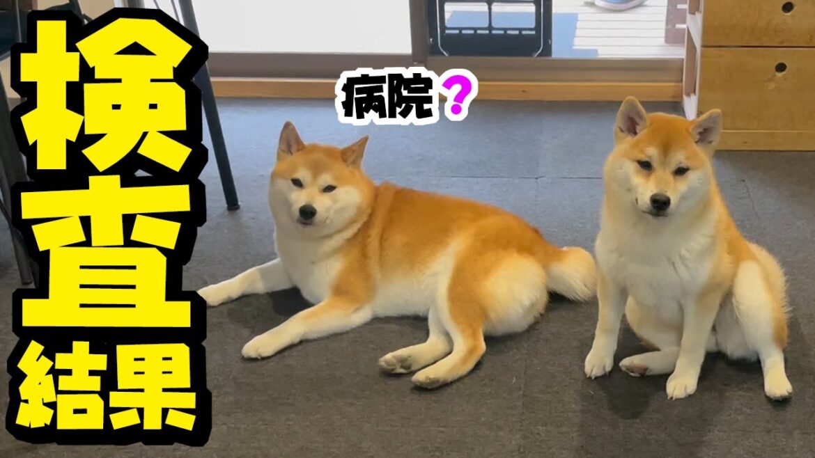 【ご報告】ご心配くださっている柴犬姉妹の健康状態について