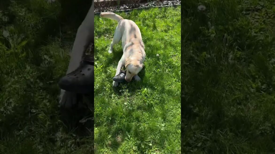 When Your Dog Steals Your Crocs #music #labrador #nature #pets #animals #play #walking #shorts