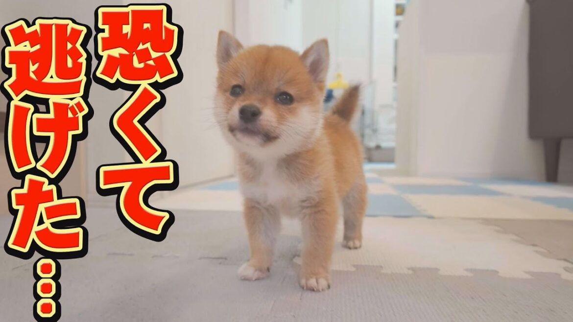 兄柴に怒られて逃走・・・でも兄柴の深い愛情も見られました