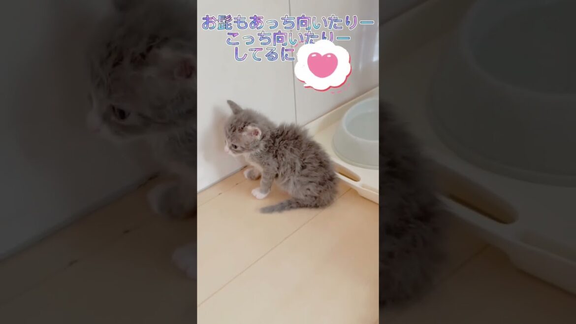 【ラパーマ】新入りベビーちゃん紹介☆【女の子】