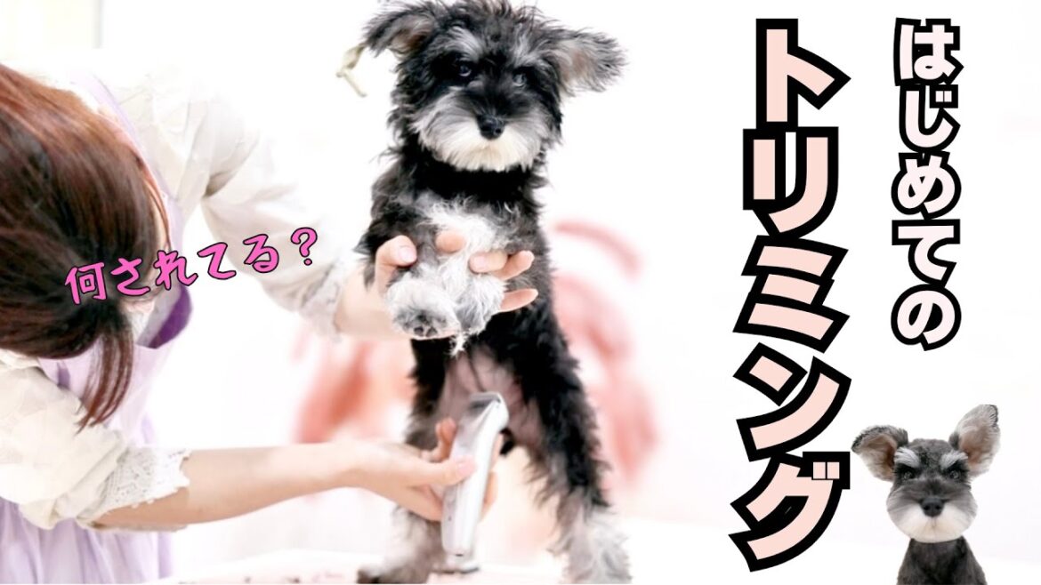 暴れる子犬の初トリミング！お手入れ慣れできるか？♡ 4ヶ月シュナウザー♡