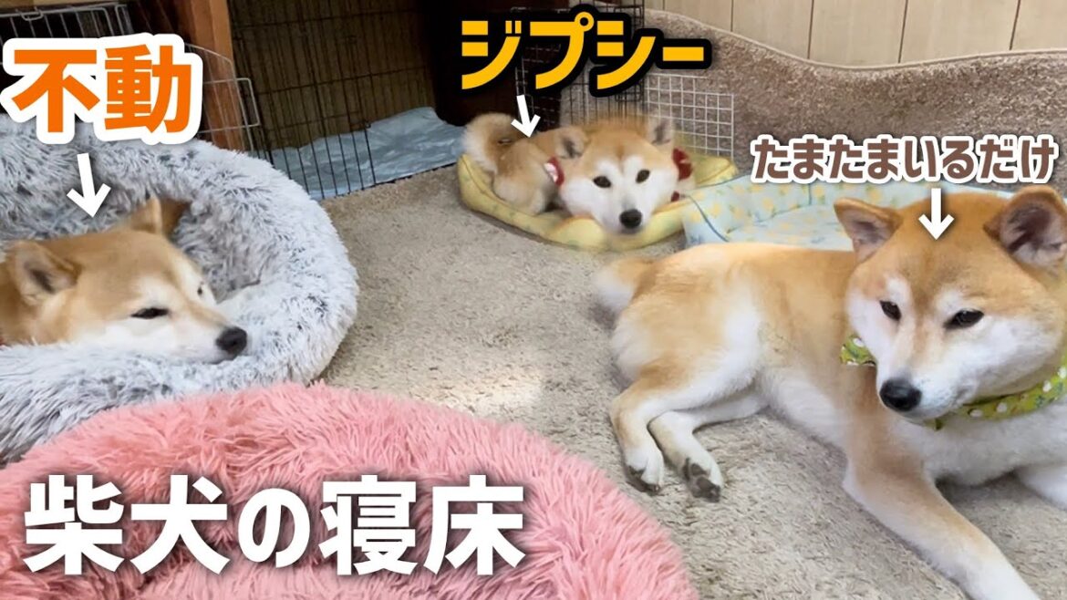 不動の寝床と寝床ジプシーの柴犬親子がかわいい