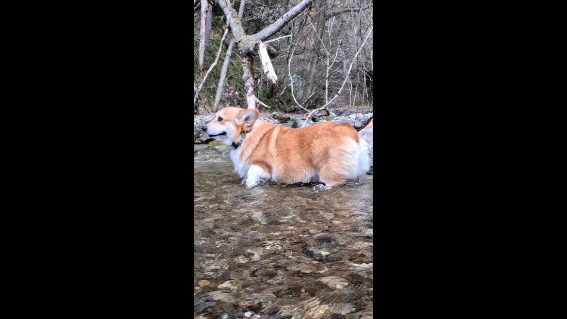 流れが浅いところで遊ぶコーギー / Corgi playing in a shallow stream #コーギー #サクラ #corgi