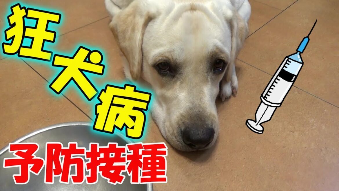 【予防接種】狂犬病ワクチン受けてきたよ～ラブラドールレトリーバー～