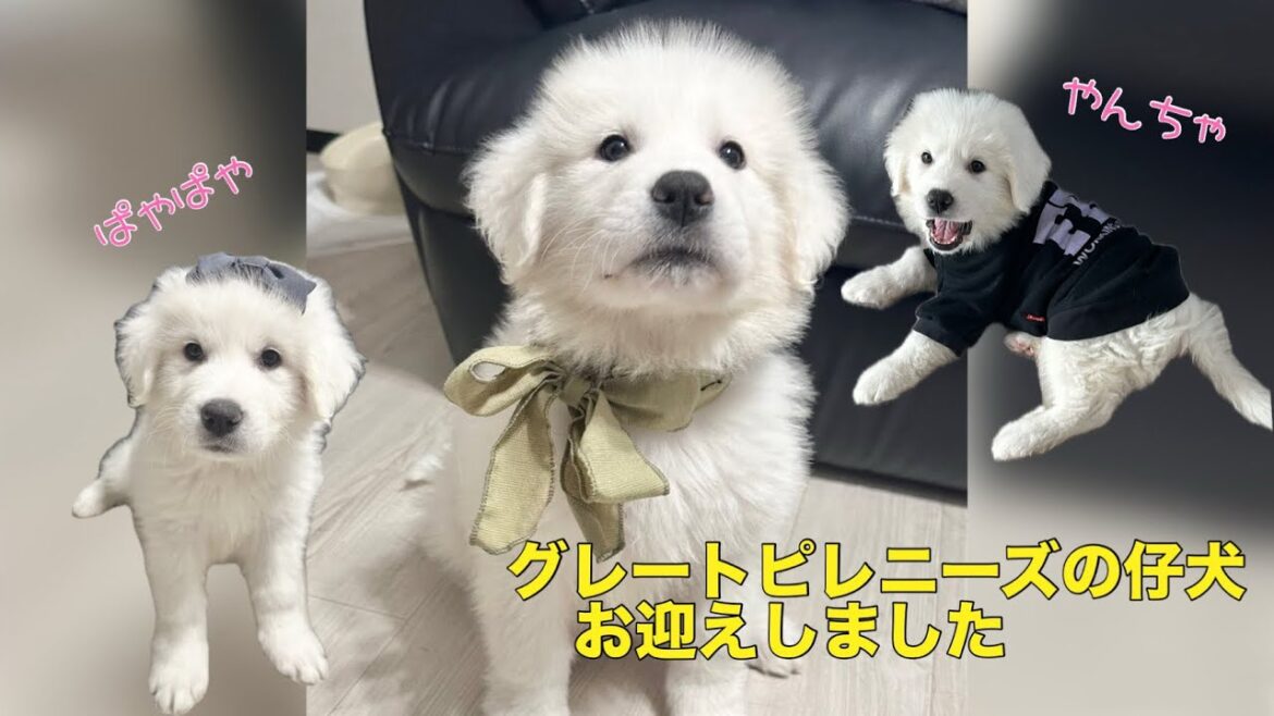 グレートピレニーズ パピー ぱやぱや子犬お迎えしました！超大型犬 Great Pyrenees puppy