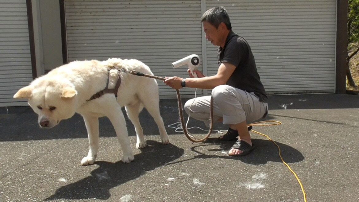 【秋田犬ゆうき】中腰の痛みに耐え飼い主がシャンプーをしてくれたのでスカスカの夏毛になりました♪【akita dog】