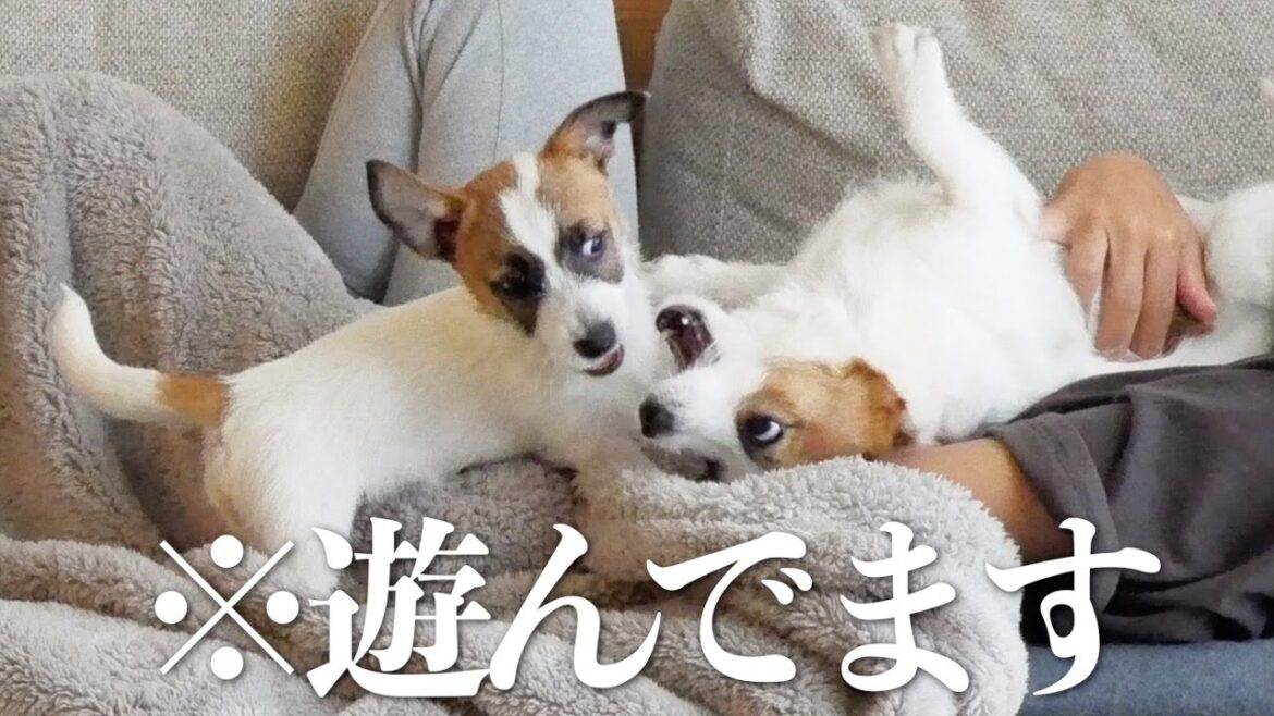 子犬の面倒を見てやってる風だけどほんとは楽しんでる兄犬/ジャックラッセルテリア