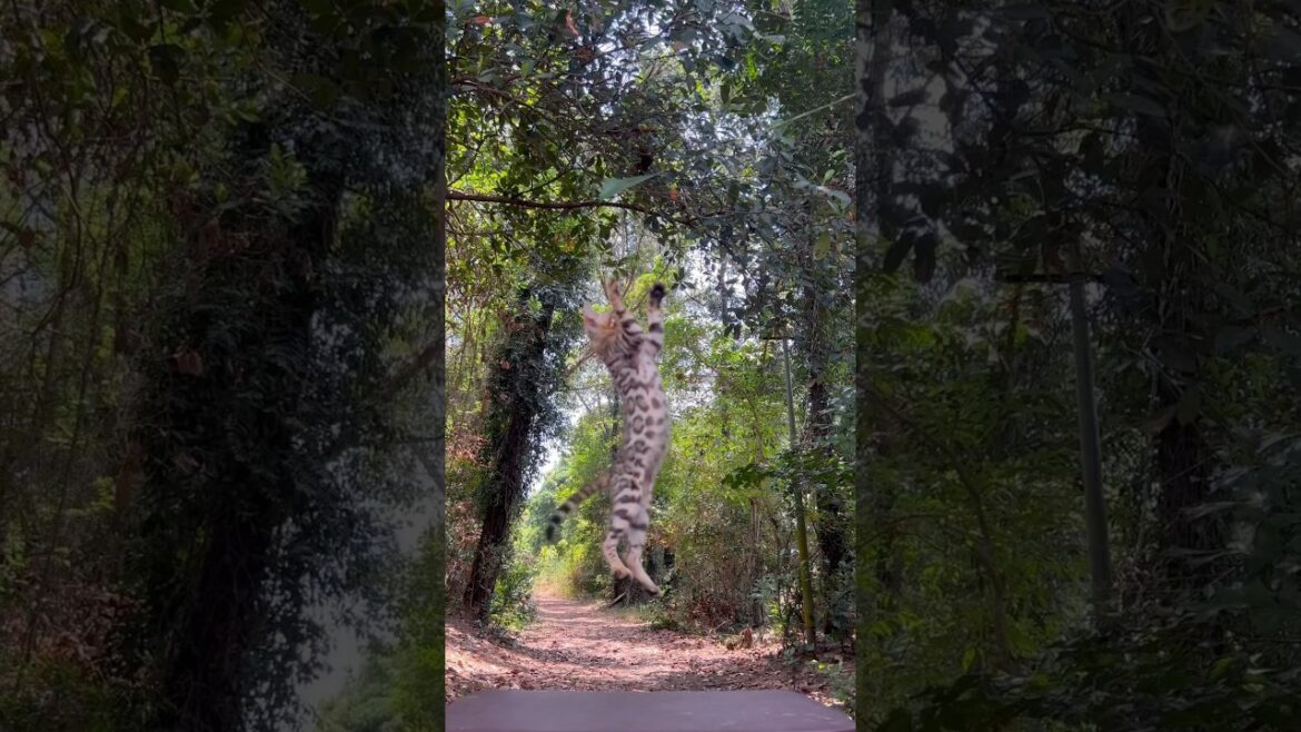 Bengal kitten Very high 😱 jumping #shorts #youtubeshorts