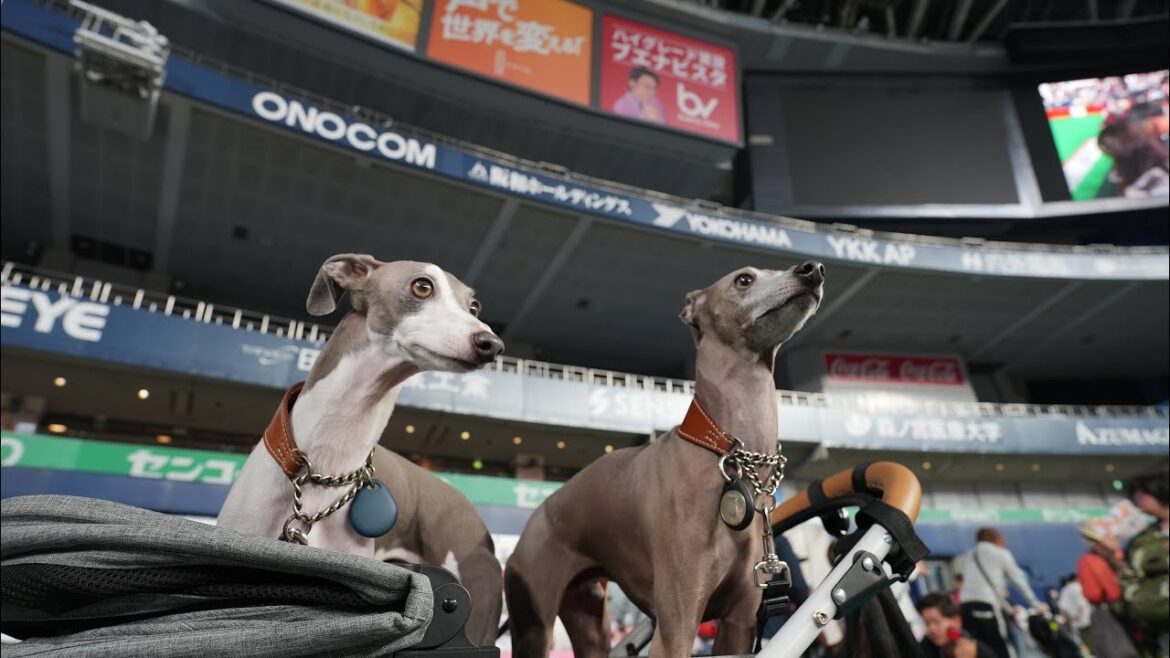 最新のペットグッズを愛犬といち早くチェックしてたら神アイテムに巡り会えた！【ペット王国】