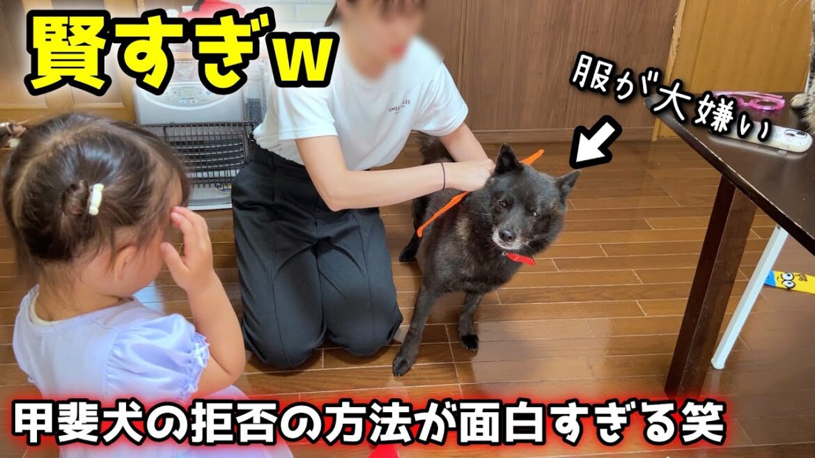 甲斐犬らしからぬ、情けない拒否姿勢をご覧くださいw