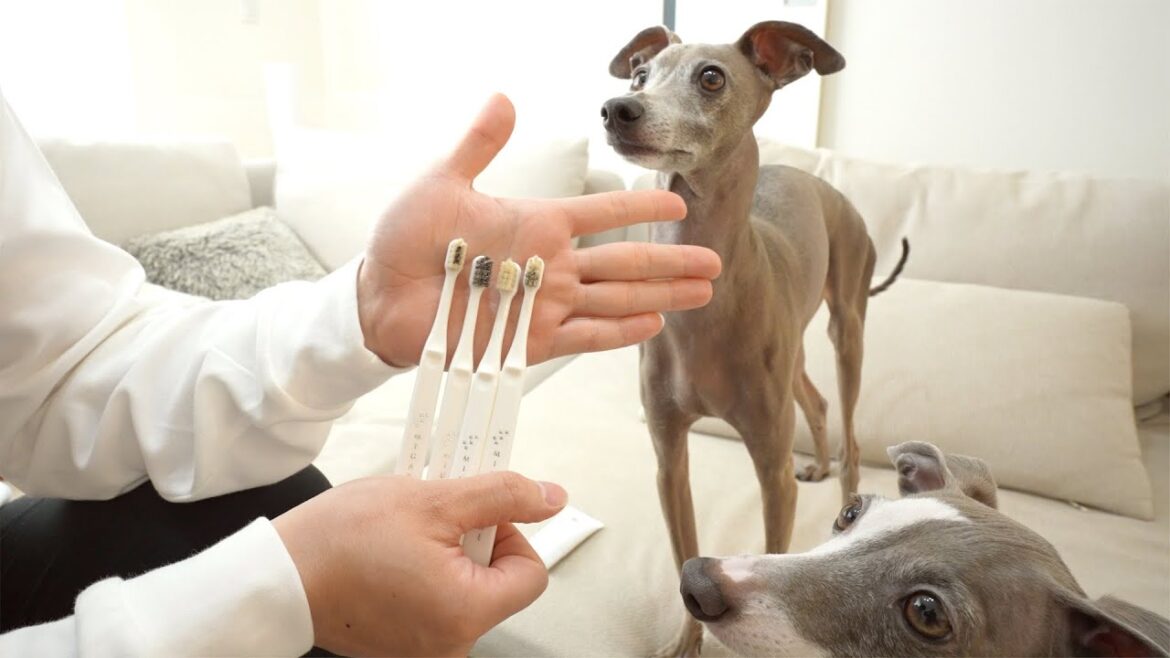 愛犬とミガケンデの新作ハブラシを試したらマジで異次元すぎたwww