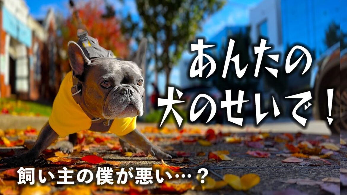 ドッグランでのトラブル。飼い主が悪い?どうすれば良い? ドッグランでのトラブル。飼い主が悪い?どうすれば良い?