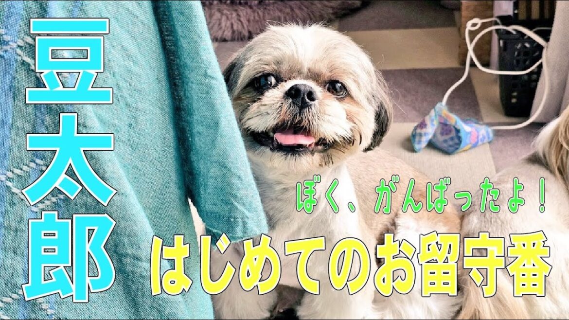 【シーズー】豆ちゃんの頑張りに涙・・・はじめてのおひとりさまのお留守番・・・がんばりました！！#多頭飼い#愛犬との暮らし#トリミング