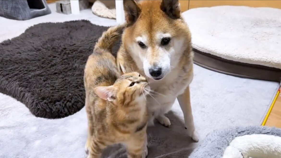 柴犬に甘える妹猫を見ていた黒猫が真似してみたら少し違ったようです…笑