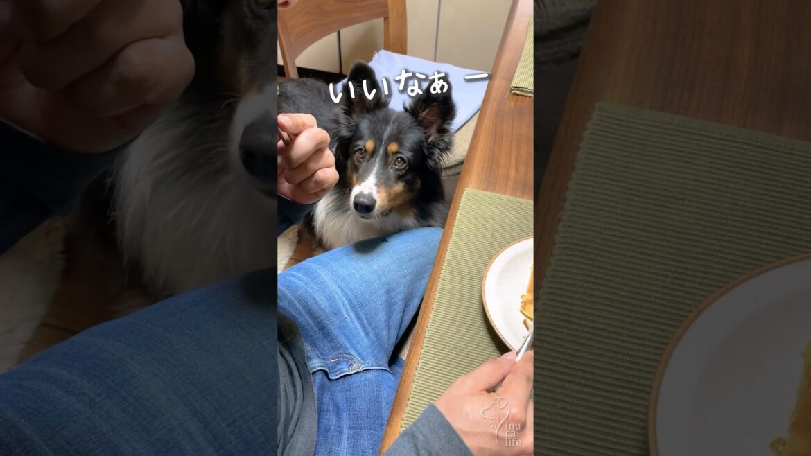 パンケーキが食べたいオゥシーが可愛い #オーストラリアンシェパード #dog #犬 パンケーキが食べたいオゥシーが可愛い #オーストラリアンシェパード #dog #犬