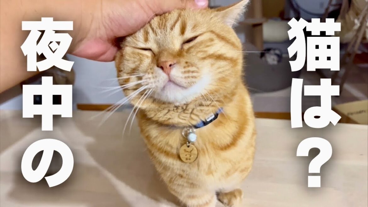 知ってる？夜中の猫は... #猫 #マンチカン