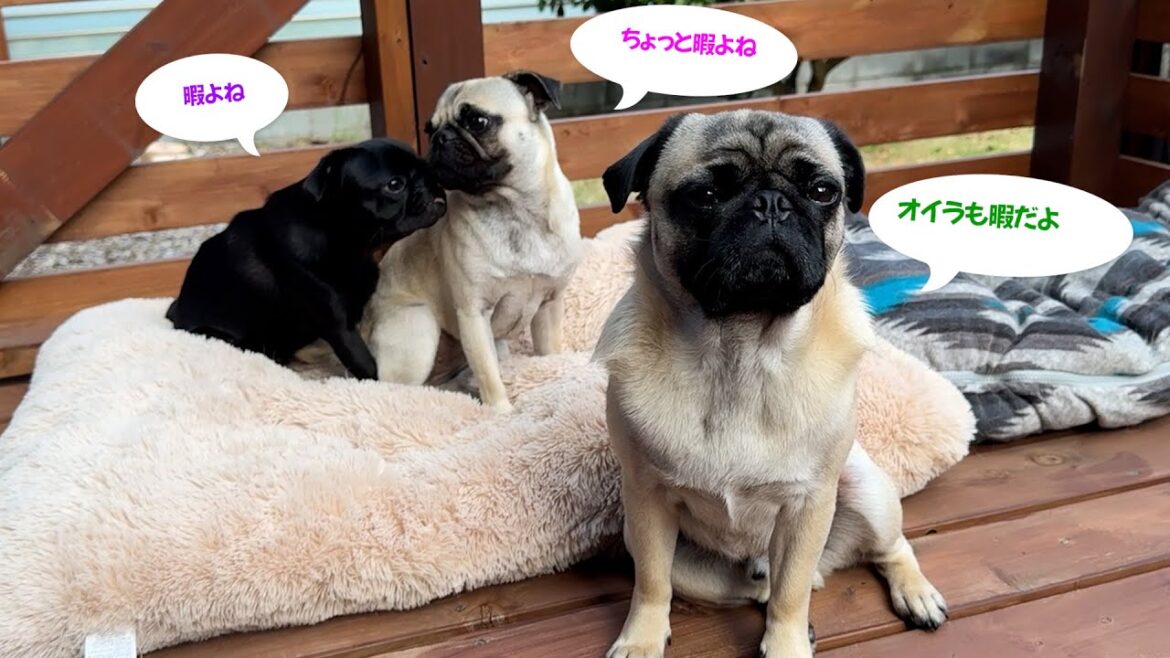 暇だという3パグにおもちゃと本物をあげたら大喜びしてくれた✨_pug多頭飼い