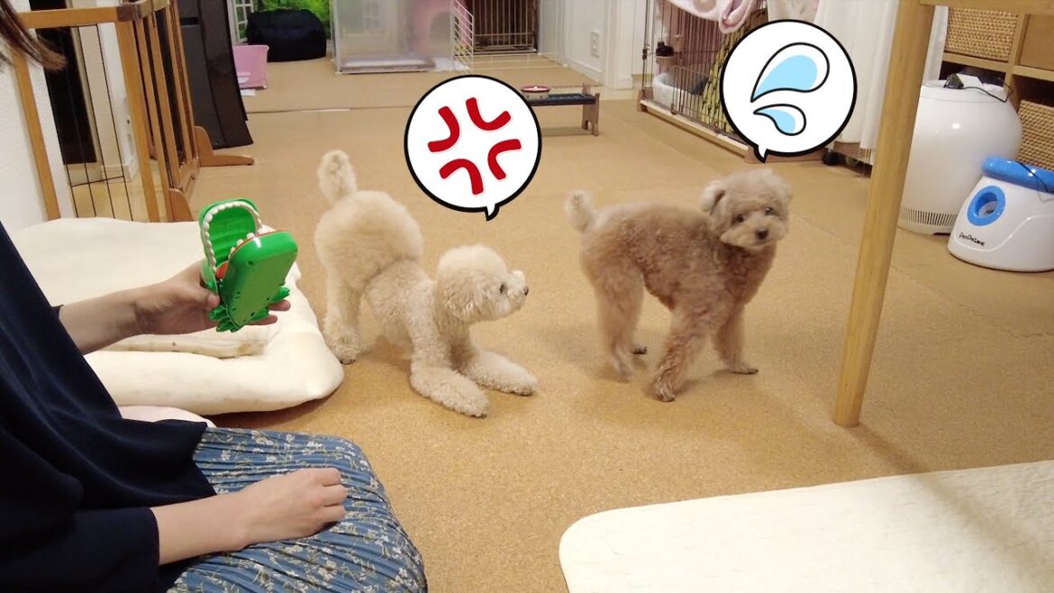 愛犬とワニワニパニックしようとしたら何故か喧嘩っぽくなってしまいました…【トイプードル】 愛犬とワニワニパニックしようとしたら何故か喧嘩っぽくなってしまいました...【トイプードル】
