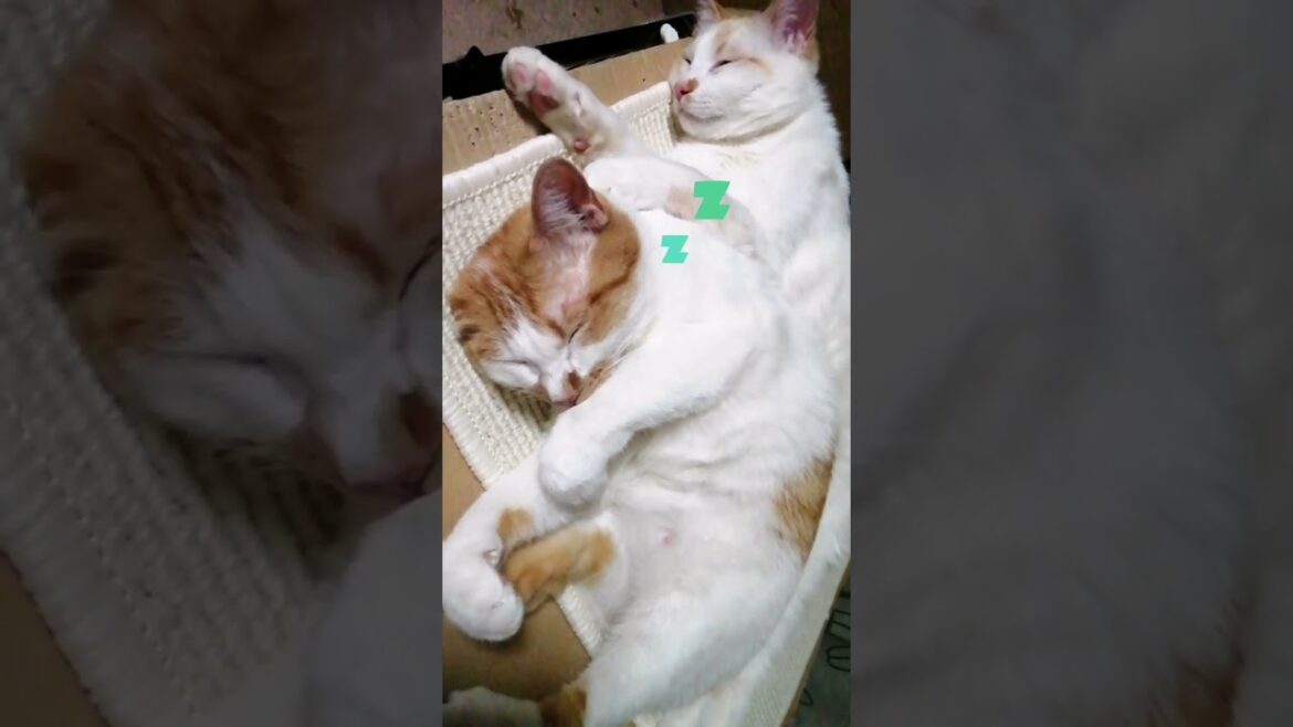 【ねこ動画】きにゃこが睨んでくる🐱 #shorts #子猫 #ボブテイル