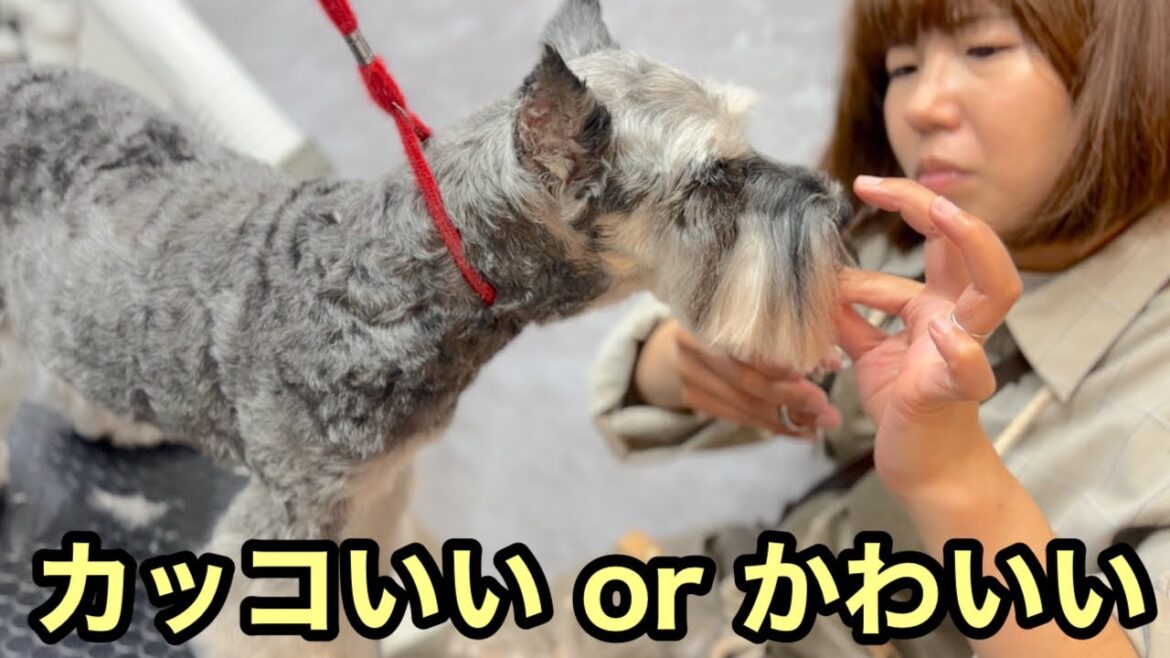 カッコいい or かわいいカットスタイルで悩むミニチュアシュナウザー！（つくしちゃん）