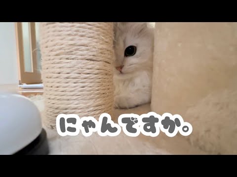 【ペルシャ猫】しつけをすれば猫って懐くの? 【ペルシャ猫】しつけをすれば猫って懐くの?