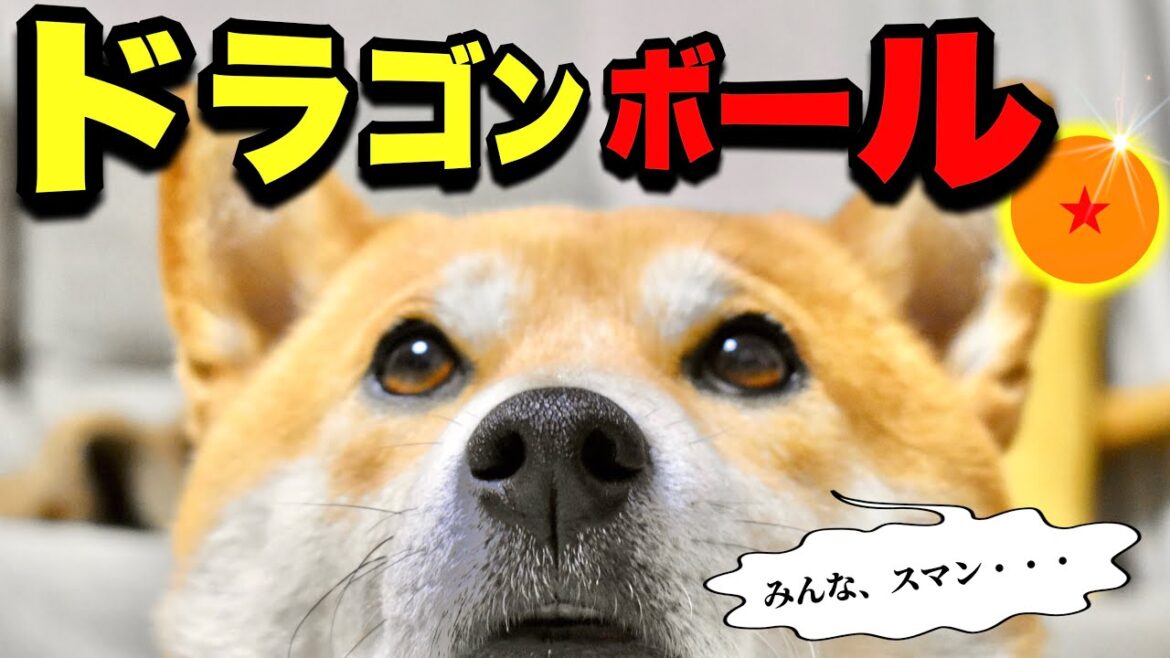 【悲報】集まった元気玉をどっかにやっちゃった柴犬こむぎと乱れる４０歳男性飼い主