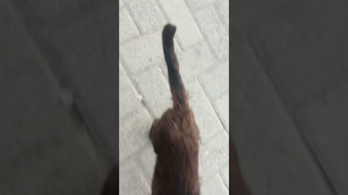 black and brown cat #black #brown #funny #cat #viral #shortsfeed
