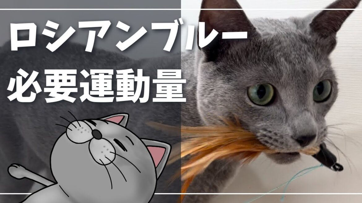 健康に過ごすための必要運動量、メリット、子猫運動時の注意点【ロシアンブルー】猫 健康に過ごすための必要運動量、メリット、子猫運動時の注意点【ロシアンブルー】猫