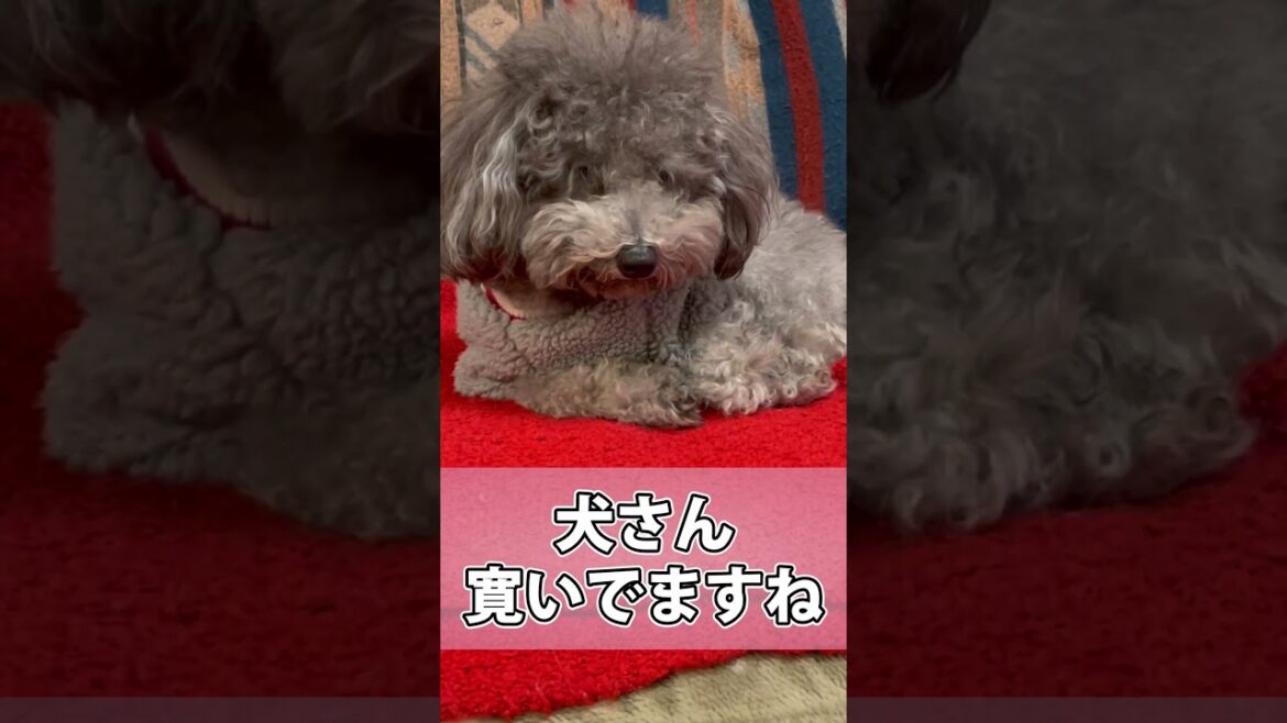 犬さんに厳しいうちの猫さん #shorts #猫 #アビシニアン