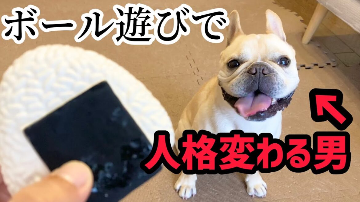普段おっとりのフレブル、ボールを見ると人が変わります。　#暮らし #フレンチブルドッグ #dog