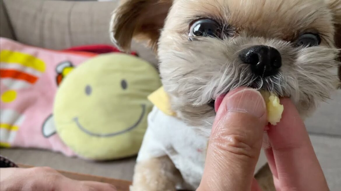 久しぶり！愛犬と一緒に焼き芋 チワワ×シーズー