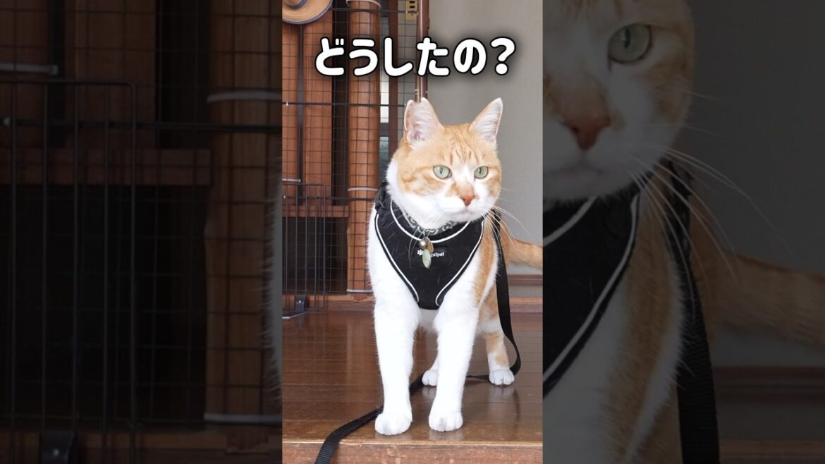 急に立ち止まる猫武将 #元野良猫チャチャ #猫武将 #猫侍 #ねこさんぽ #猫 #cat #ねこ #チャチャ #shorts 急に立ち止まる猫武将 #元野良猫チャチャ #猫武将 #猫侍 #ねこさんぽ #猫 #cat #ねこ #チャチャ #shorts