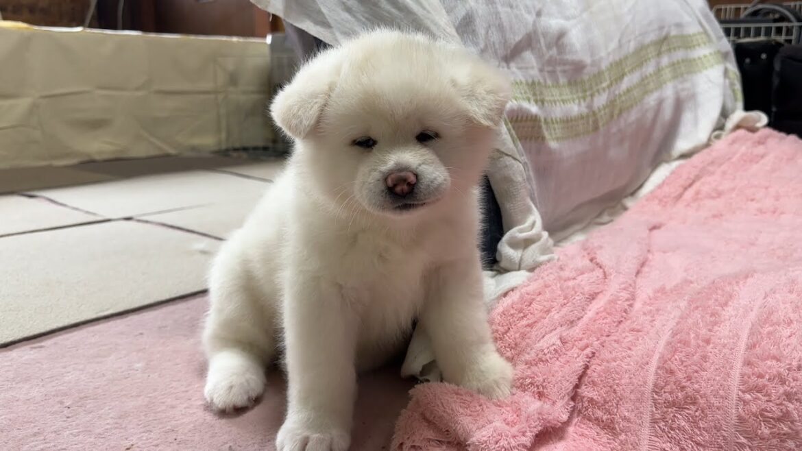 高橋さんちの秋田犬#7 白毛のこまちちゃんにメロメロ 高橋さんちの秋田犬#7 白毛のこまちちゃんにメロメロ