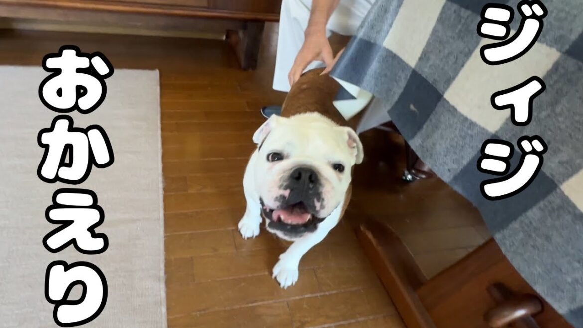 【おはぶる】退院したジイジをお出迎え…と思いきや、予想外の行動に出るブルドッグのまるこ