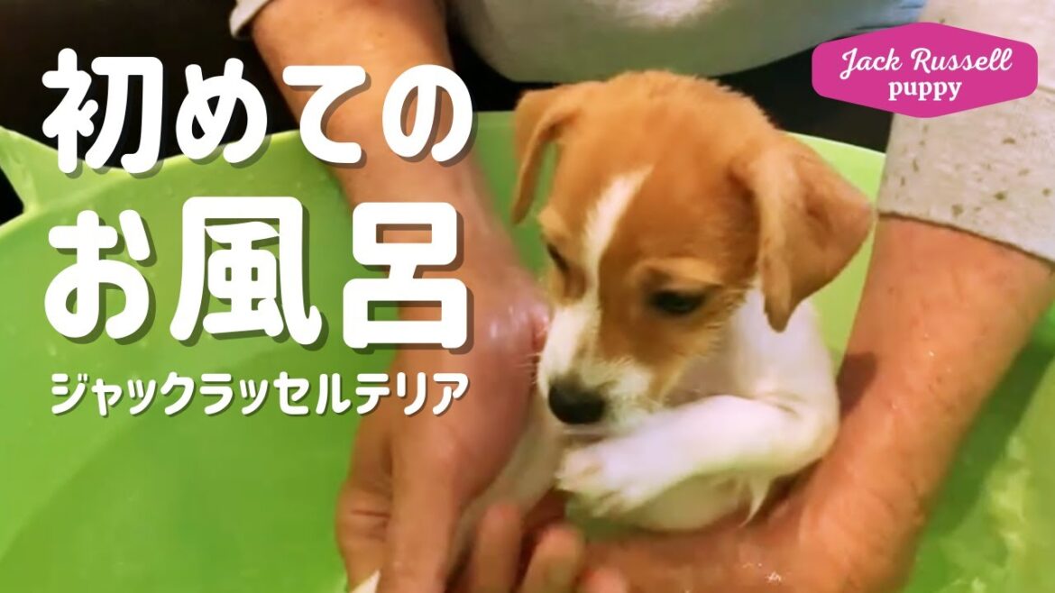 【初めてのお風呂】ジャックラッセルテリアの女の子マーレ　子犬