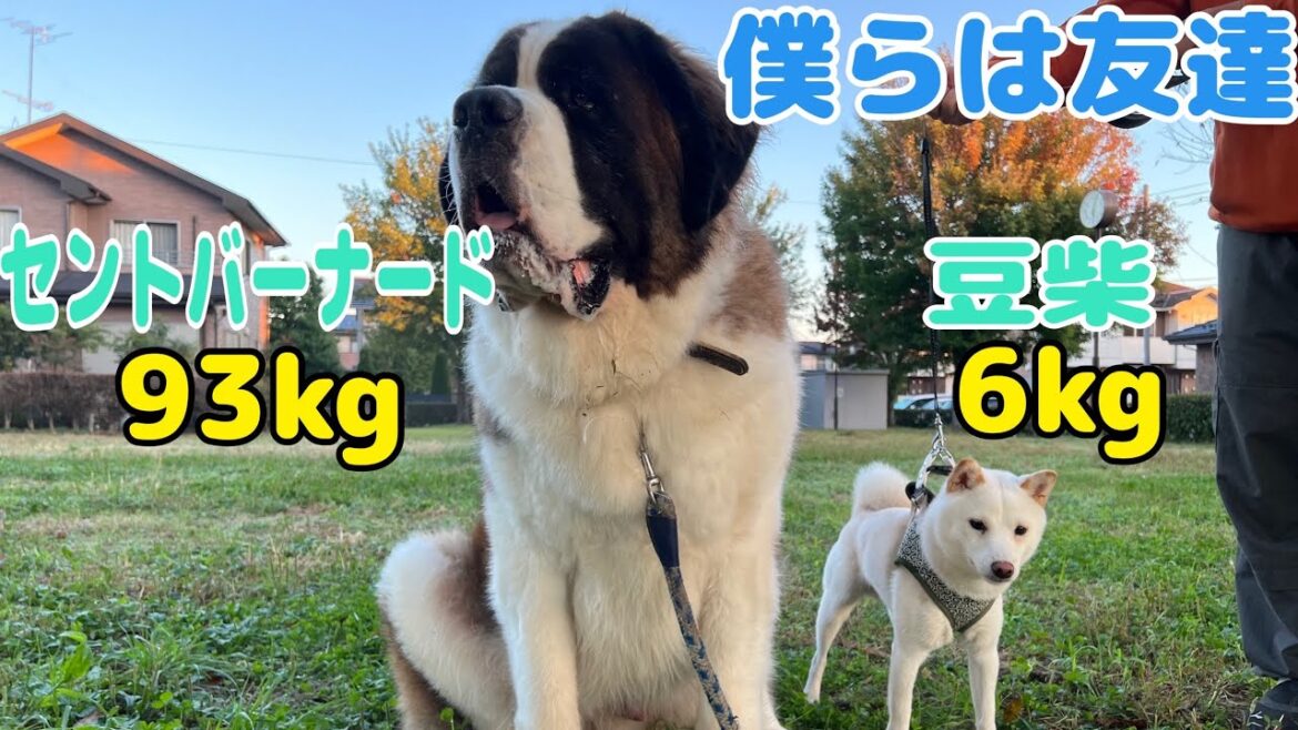 セントバーナードと豆柴犬との触れ合い。体重差があっても仲良しだよ。