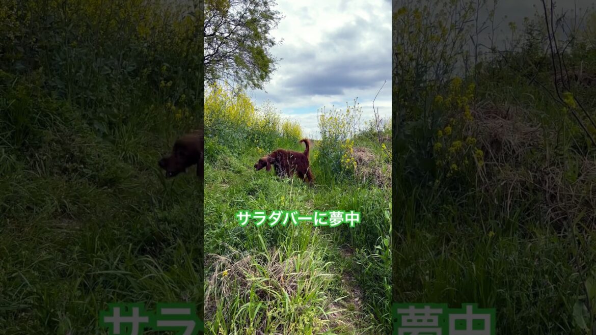 サラダバーに夢中な大型犬アイリッシュセター # #irishsetter #shorts #テラ #犬のサラダバー #japan
