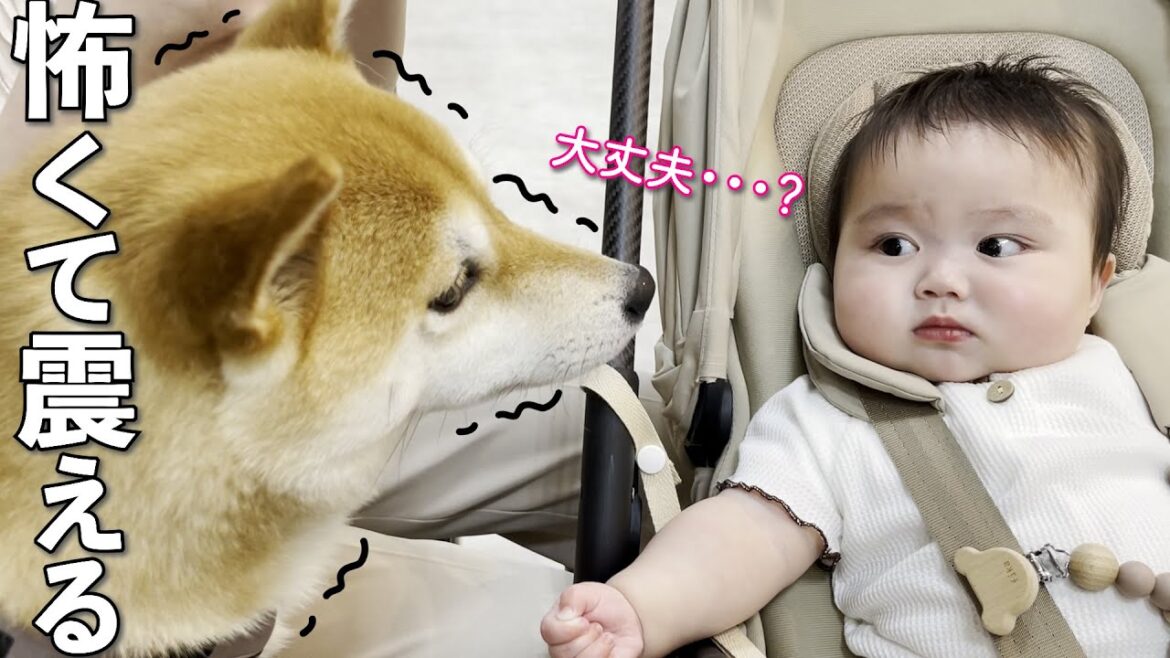 病院が怖くて震える柴犬に優しく手を差し伸べる赤ちゃん