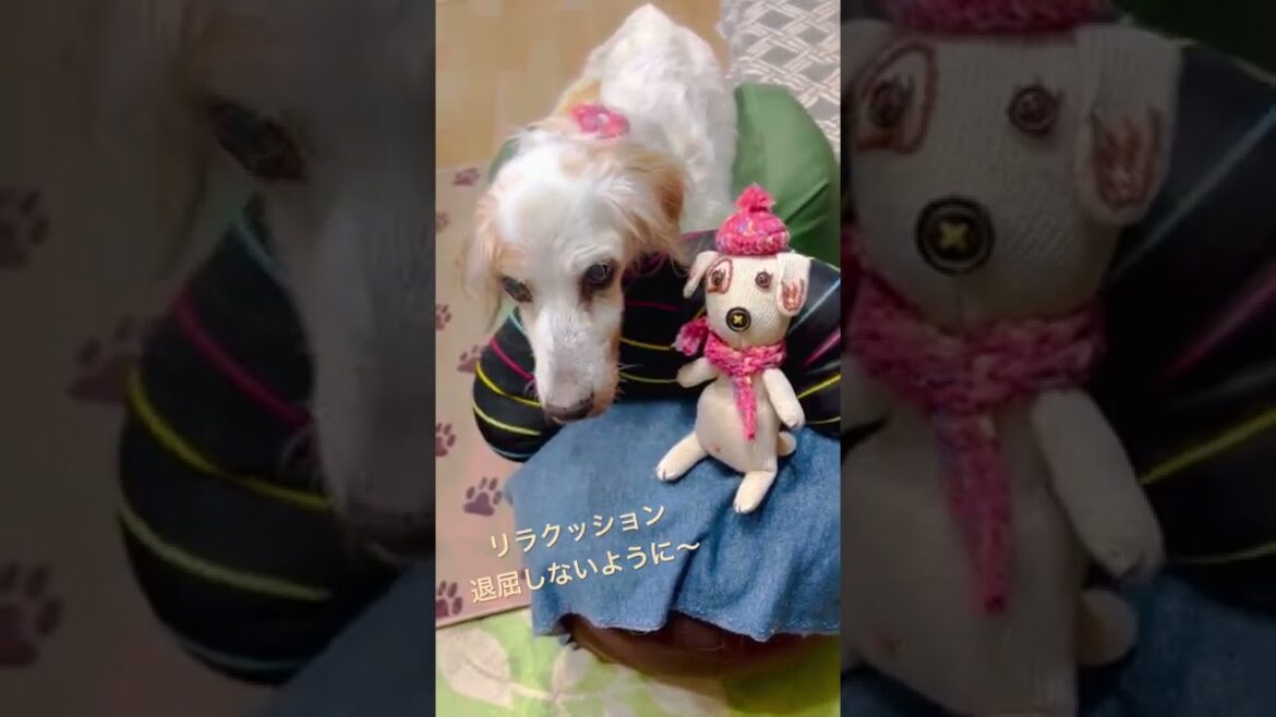 シニア犬ハナにリラクッションも一緒に手作りワン見守り隊🐶❤️ 【イングリッシュセッター】