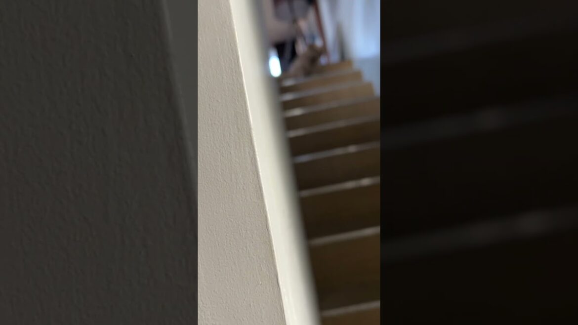 【見てる見てる】#shorts #norfolkterrier #kichi #dog #terrier #cutedog #吉 #ノーフォークテリア #stairs #階段