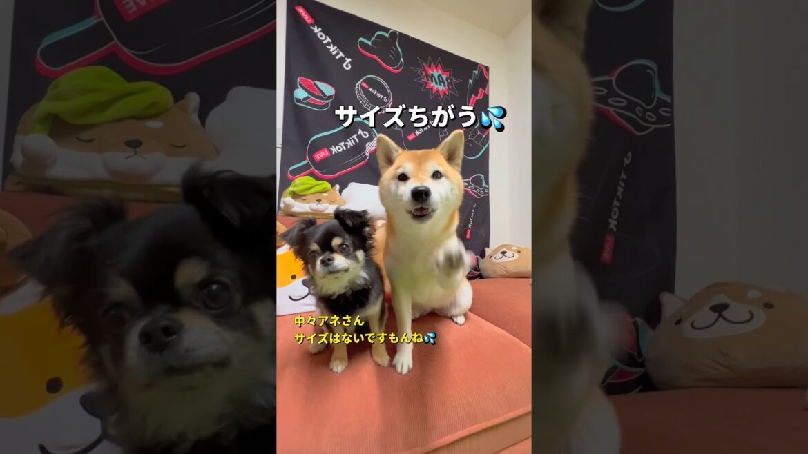 ダイソー被り物シリーズ🐶‼️#柴犬 #チワワ #shorts