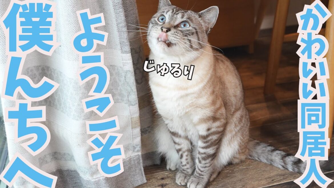 同居する事になりました