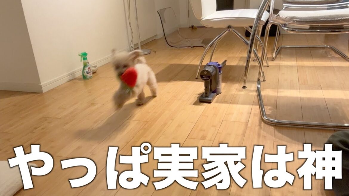 実家生活を誰よりも満喫するトイプードル