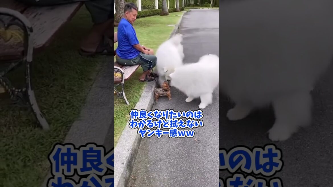 サモエド見て癒されたら寝ろｗｗｗ #動物 #犬 #2ch動物スレ