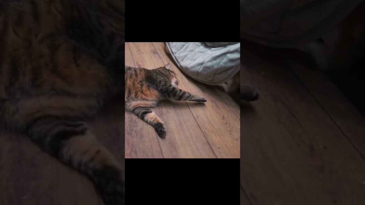小さな捨て猫の、予測を裏切る行動 #shorts