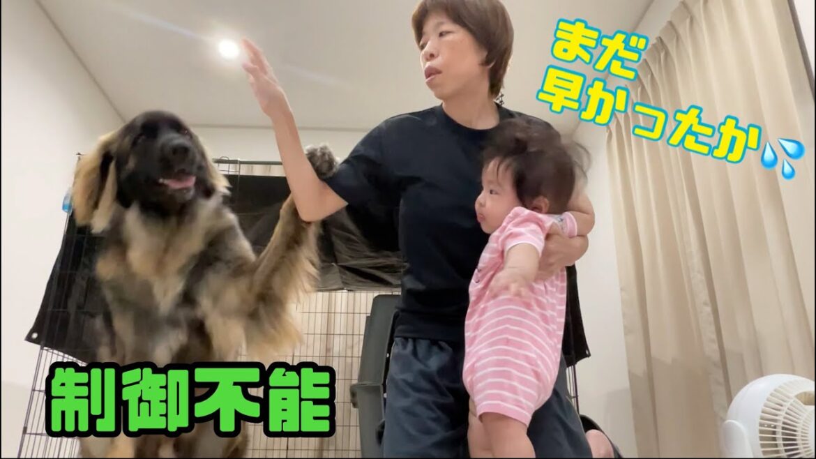 【超大型犬】　2歳誕生日　Leonberger　レオンベルガー