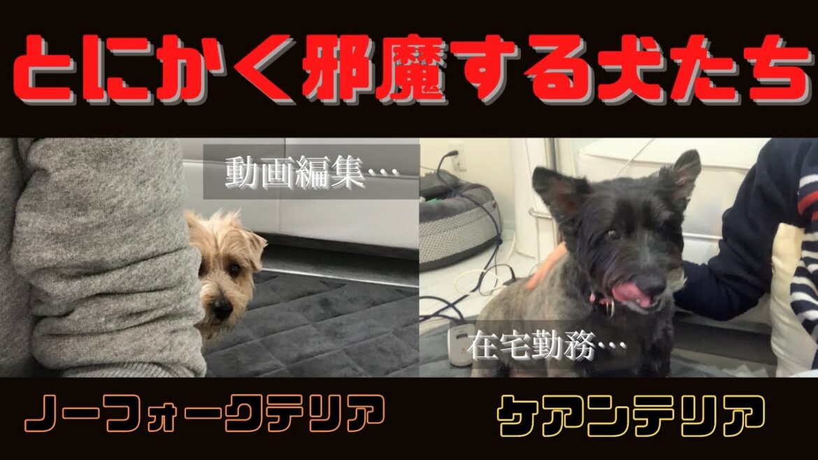 動画編集も在宅勤務もとにかく邪魔する犬たち　ケアンテリアとノーフォークテリア【こすまつ】　2頭飼いの日常　Cairn Terrier and Norfolk Terrier