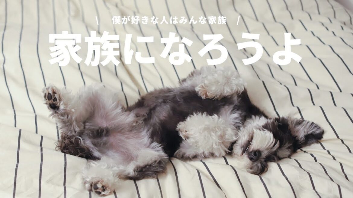 【家族になろうよ】ミニチュアシュナウザーのひじき　僕の家族