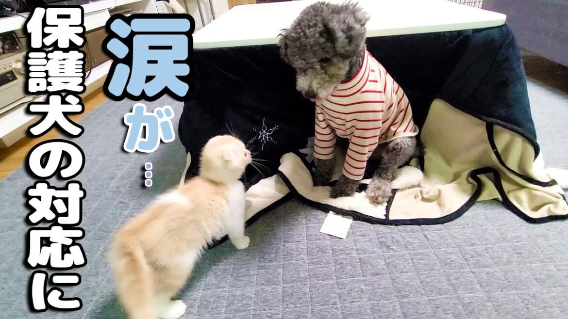 子猫に何されも怒らない保護犬トイプードルに感動...